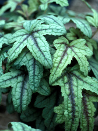 Żuraweczka (Żurawka) 'Kimono' | Heucherella