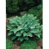 Funkia 'Krossa Regal' Hosta