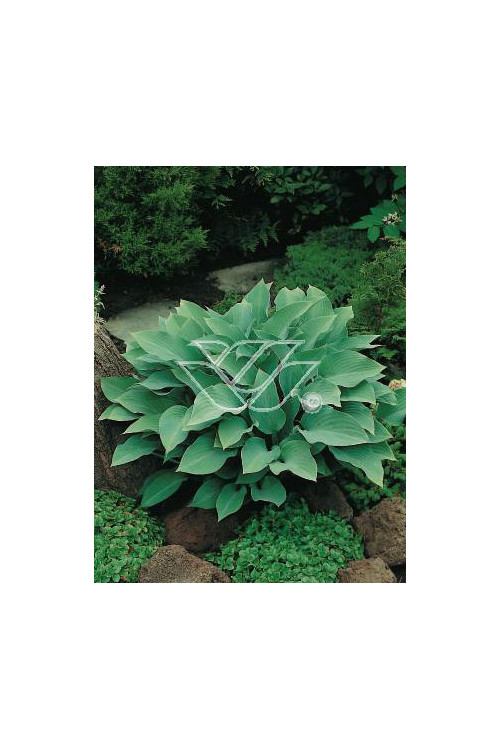 Funkia 'Krossa Regal' Hosta