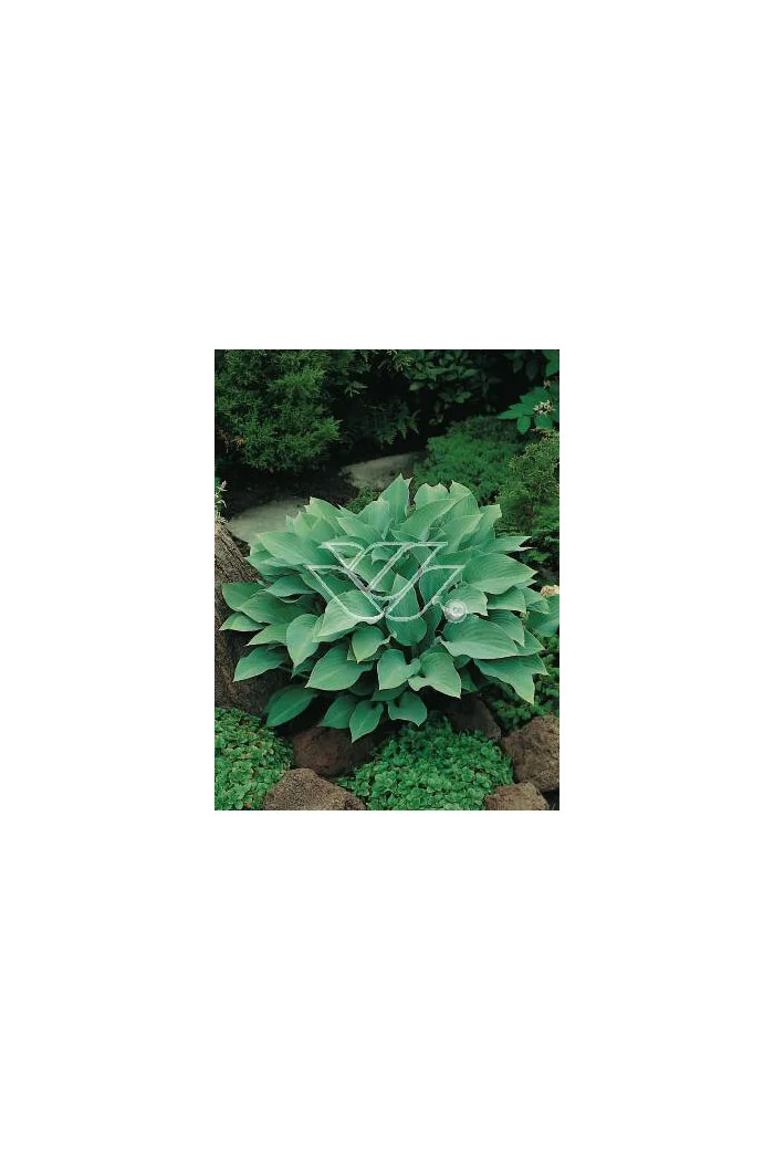 Funkia 'Krossa Regal' Hosta