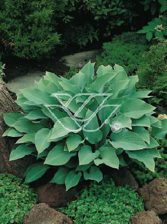 Funkia 'Krossa Regal' Hosta
