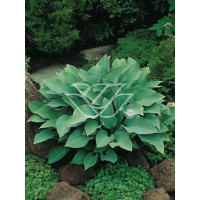 Funkia 'Krossa Regal' Hosta