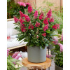 Budleja 'Butterfly Candy Little Ruby' | Buddleja dawidii