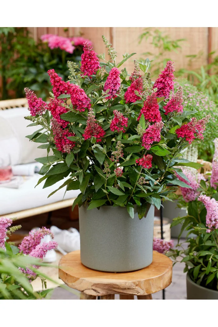 Budleja 'Butterfly Candy Little Ruby' | Buddleja dawidii