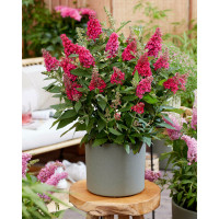Budleja 'Butterfly Candy Little Ruby' | Buddleja dawidii