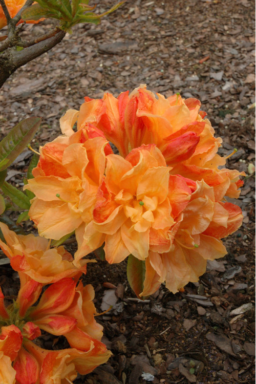 Azalia wielkokwiatowa 'Csardas' | Rhoddendron