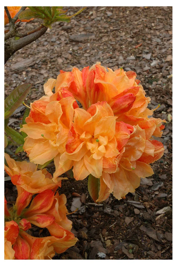 Azalia wielkokwiatowa 'Csardas' | Rhoddendron