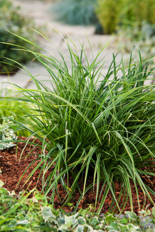 turzyca, turzyca morrowa, carex,