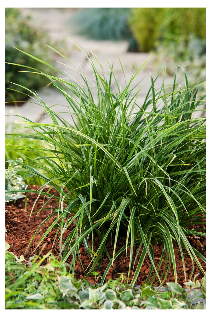 turzyca, turzyca morrowa, carex,