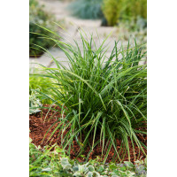 turzyca, turzyca morrowa, carex,