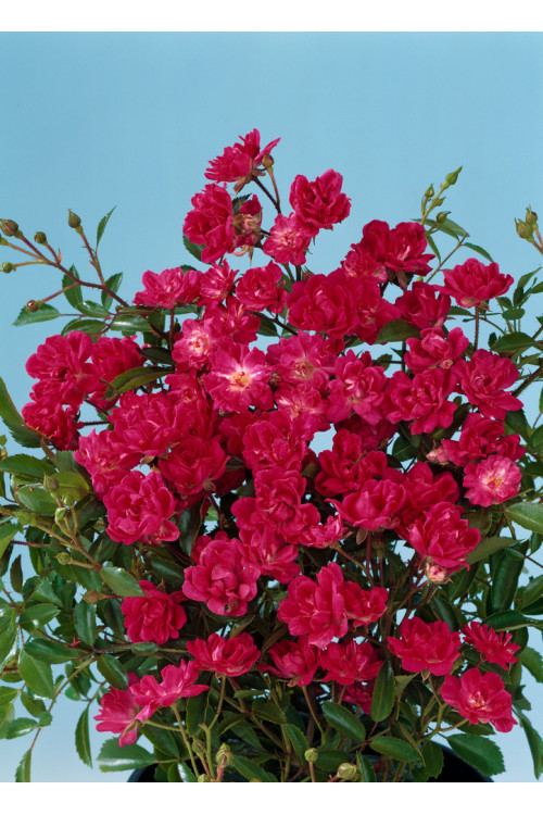 Róża 'The Fairy Red' (okrywowa) | Rosa