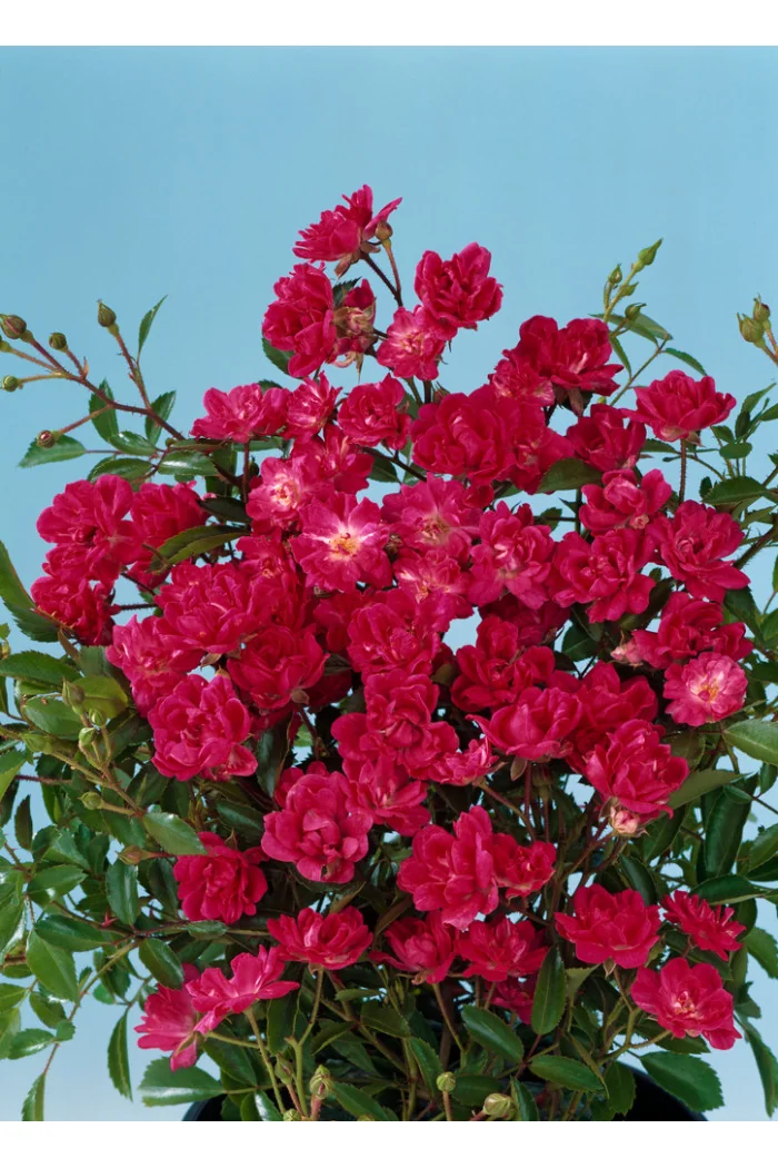 Róża 'The Fairy Red' (okrywowa) | Rosa