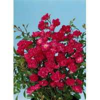 Róża 'The Fairy Red' (okrywowa) | Rosa