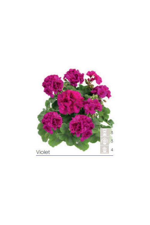 Pelargonia Calioppe 'Violet'