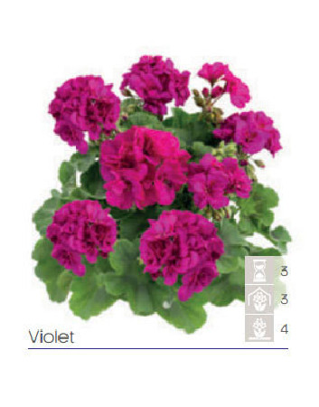 Pelargonia Calioppe 'Violet'