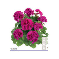 Pelargonia Calioppe 'Violet'
