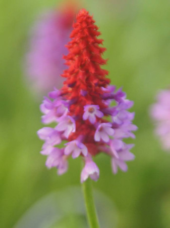 Pierwiosnek Viala 'Red Hot Poker' Primula vialii
