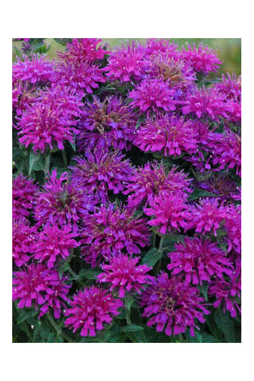 Pysznogłówka 'SUGAR BUZZ Grape Gumball' | Monarda