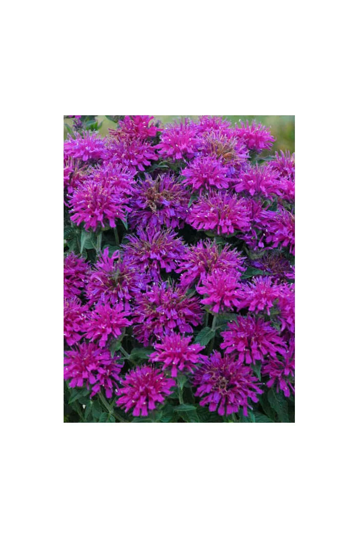 Pysznogłówka 'SUGAR BUZZ Grape Gumball' | Monarda