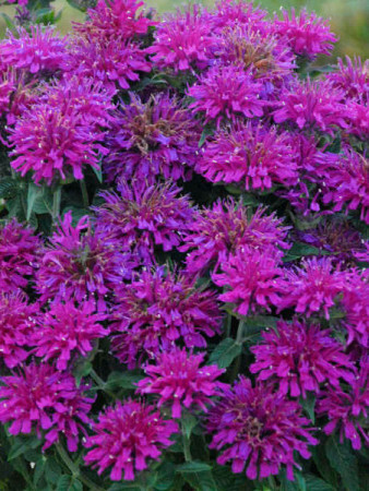 Pysznogłówka 'SUGAR BUZZ Grape Gumball' | Monarda