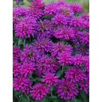 Pysznogłówka 'SUGAR BUZZ Grape Gumball' | Monarda