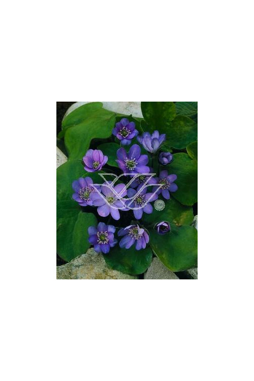 Przylaszczka Hepatica nobilis