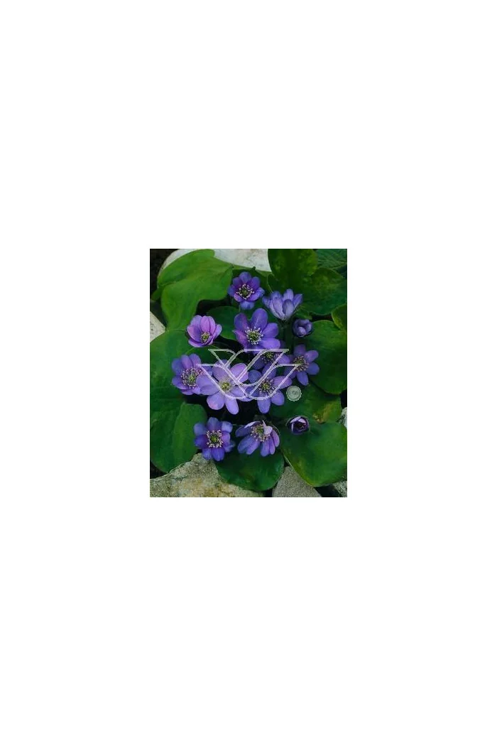 Przylaszczka Hepatica nobilis