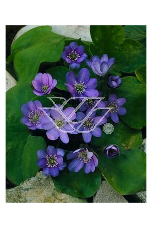 Przylaszczka Hepatica nobilis