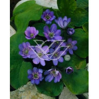 Przylaszczka Hepatica nobilis