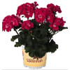 Pelargonia rabatowa 'TexMex Rubby' div class'lat' Pelargonium zonale /div