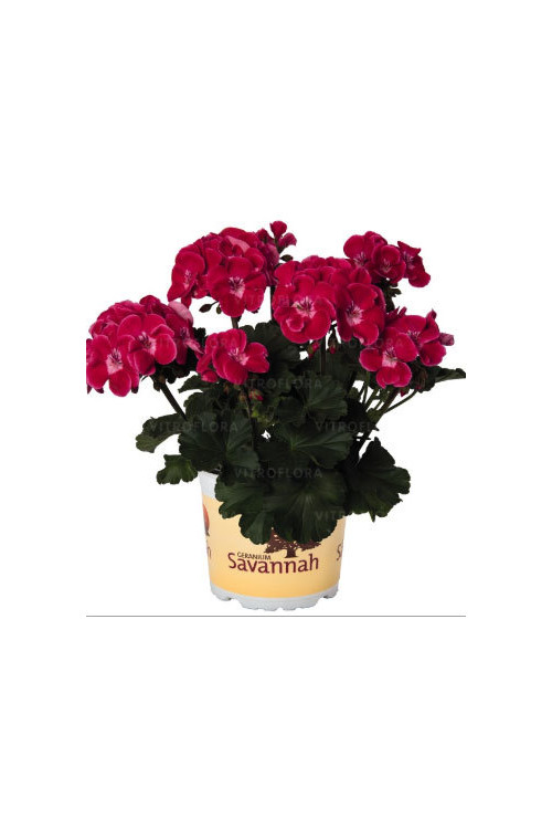 Pelargonia rabatowa 'TexMex Rubby' div class'lat' Pelargonium zonale /div