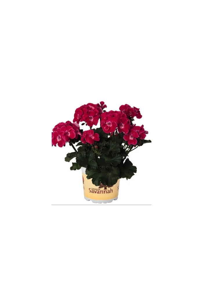 Pelargonia rabatowa 'TexMex Rubby' div class'lat' Pelargonium zonale /div