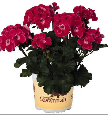 Pelargonia rabatowa 'TexMex Rubby' div class'lat' Pelargonium zonale /div