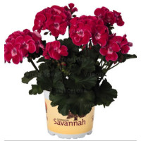 Pelargonia rabatowa 'TexMex Rubby' div class'lat' Pelargonium zonale /div