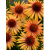 Jeżówka 'Big Kahuna' | Echinacea