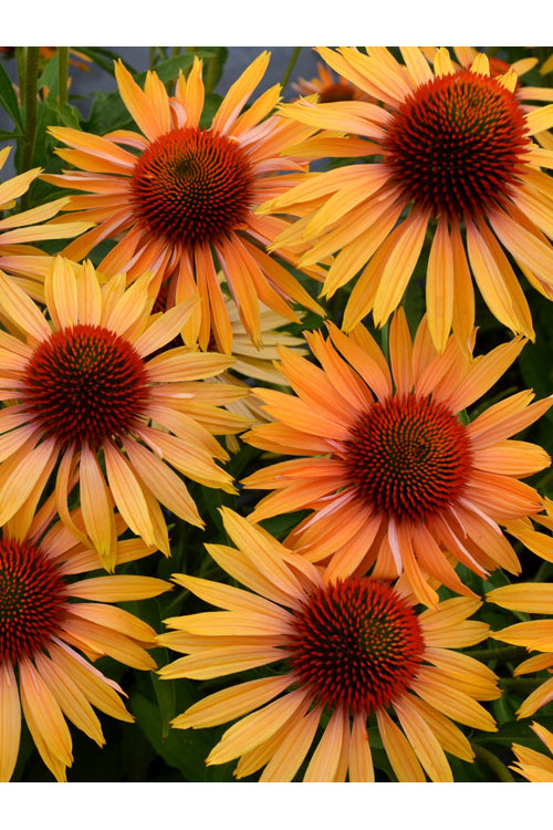 Jeżówka 'Big Kahuna' | Echinacea