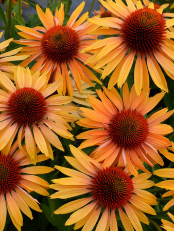 Jeżówka 'Big Kahuna' | Echinacea