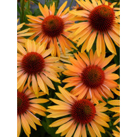 Jeżówka 'Big Kahuna' | Echinacea