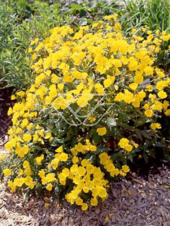 Wiesiołek czworokątny 'Variegata' Oenothera tetragona