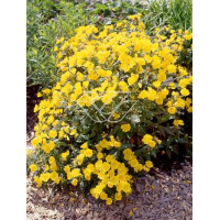 Wiesiołek czworokątny 'Variegata' Oenothera tetragona