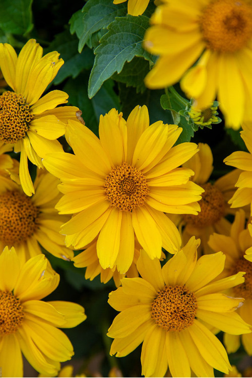 Słoneczniczek szorstki 'Oriole Silnge Yellow' | Heliopsis helianthoides