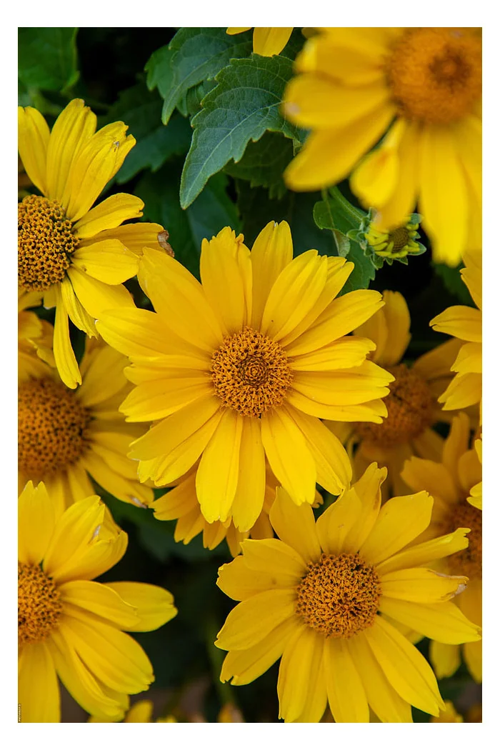 Słoneczniczek szorstki 'Oriole Silnge Yellow' | Heliopsis helianthoides