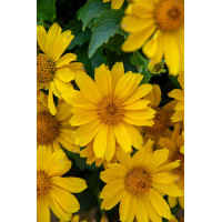 Słoneczniczek szorstki 'Oriole Silnge Yellow' | Heliopsis helianthoides