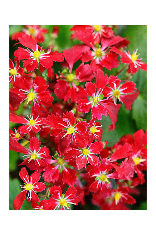 Skalnica arendsa 'Beni Tsukasa' Saxifraga