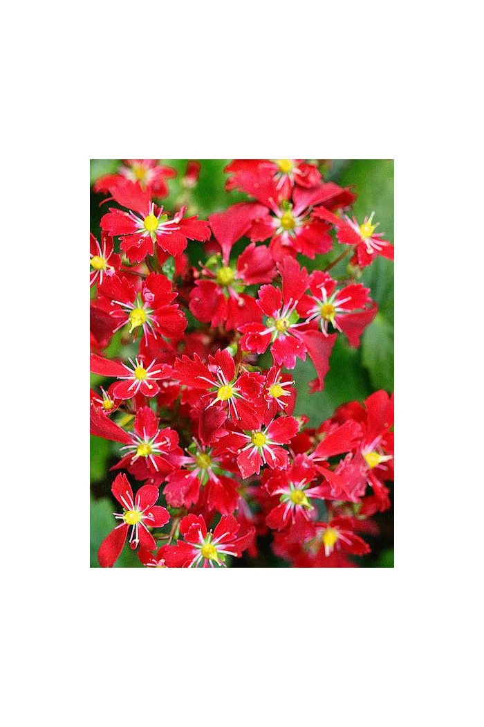 Skalnica arendsa 'Beni Tsukasa' Saxifraga