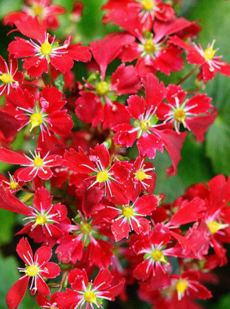 Skalnica arendsa 'Beni Tsukasa' Saxifraga