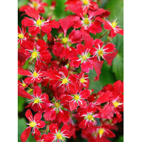 Skalnica arendsa 'Beni Tsukasa' Saxifraga