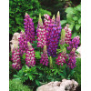 Łubin niski 'Gallery Blue' | Lupinus nanus russell