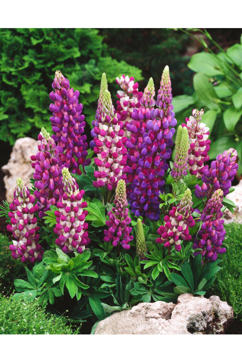 Łubin niski 'Gallery Blue' | Lupinus nanus russell