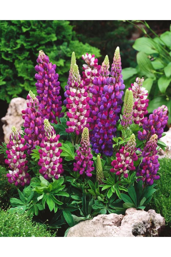 Łubin niski 'Gallery Blue' | Lupinus nanus russell